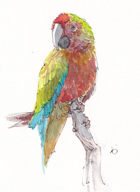 Parrot - Watercolor - Signed Prints
