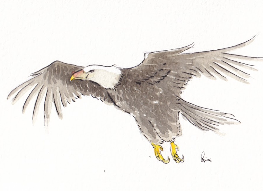 American Eagle - Bird - Watercolor - Signed Prints
