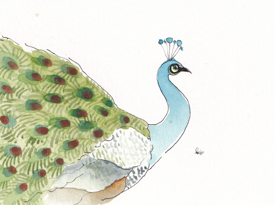 Peacock - Bird - Watercolor - Signed Prints