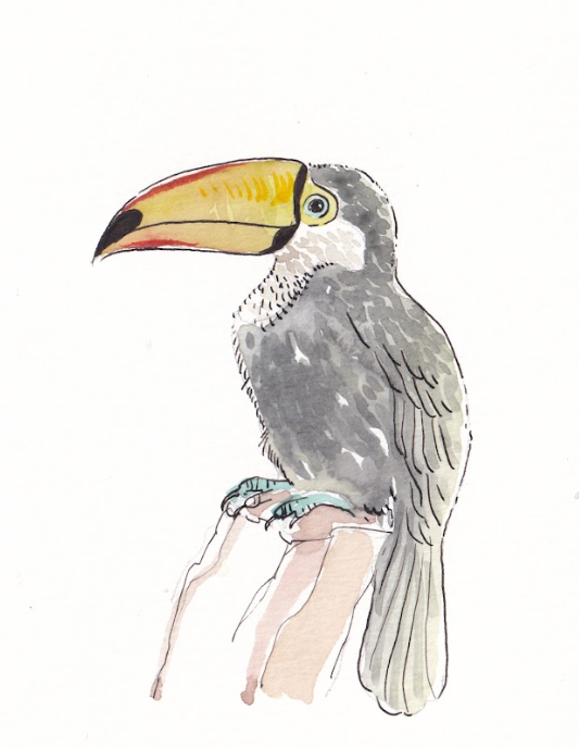 Toucan - Watercolor - Signed Prints