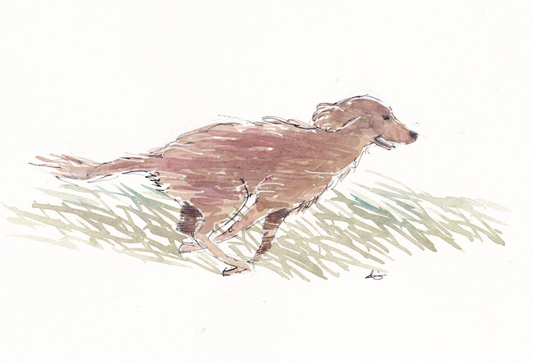 Golden Retriever Running - Dog - Watercolor - Signed Prints