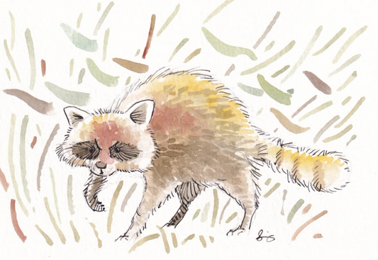 Raccoon in the Fall - Watercolor - Signed Prints