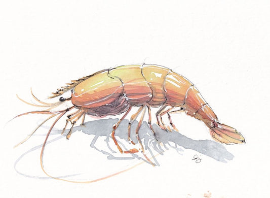 Shrimp - Watercolor - Signed Prints