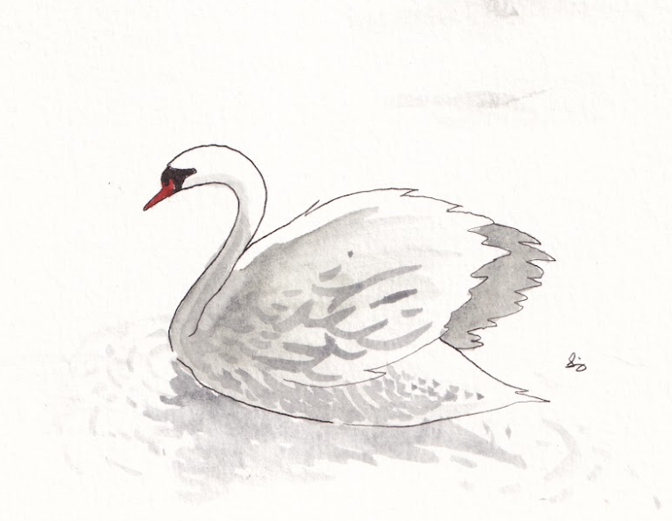 Swan - Watercolor - Signed Prints