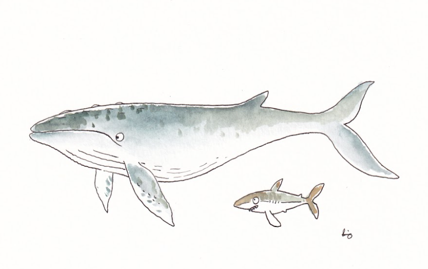 Whale and Shark - Watercolor - Signed Prints